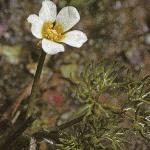 pthreadfoljuvleavedwatercrowfoot