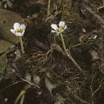 pthreadfolleavedwatercrowfoot