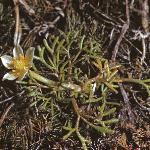 pthreadforleavedwatercrowfoot