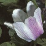 pwoodflo2anemone