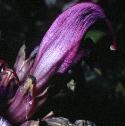 purplefflotoothwort