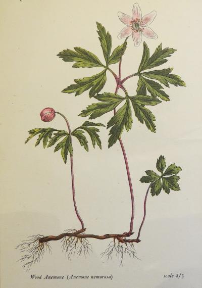 woodanemoneillustrationsalisbury