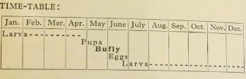 glanvillefritillarytimetablesandars