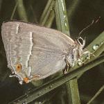 purplehairstreakinsectrest