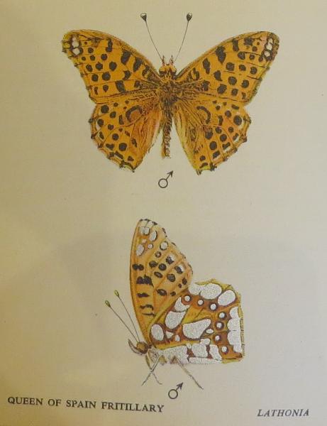 queenofspainfritillarybutterfliessandars