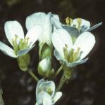 palpineflorockcress