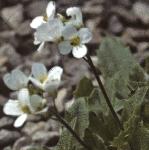 palpineflosrockcress
