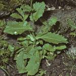 palpinefolrockcress