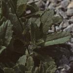 palpinefol1rockcress