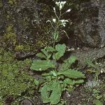 palpineforrockcress