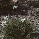 palpinefor1rockcress