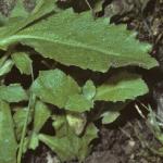 palpinesfolrockcress