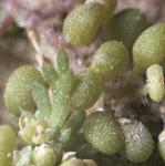 pcommonflobudcwartcress