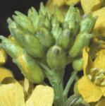 pcommonflobudcwintercress