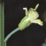 pcommonflobudowintercress