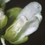 pcommonflojuvscurvygrass