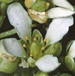 pcommonfloscurvygrass