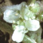 pcommonflowartcress