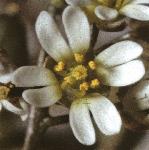 pcommonflowhitlowgrass
