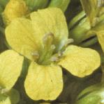 pcommonflowintercress