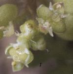 pcommonfloswartcress