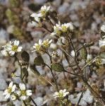 pcommonfloswhitlowgrass