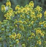 pcommonfloswintercress