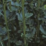 pcommonfolwintercress