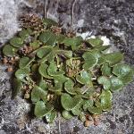 pcommonforscurvygrass