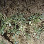 pcommonforwartcress