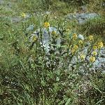 pcommonforwintercress