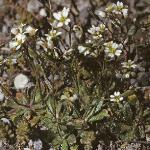 pcommonfor1whitlowgrass