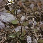 pcommonfor2whitlowgrass