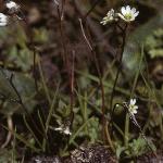 pcommonfor3whitlowgrass