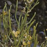 pcommonfruwintercress