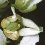 pcommonfru1scurvygrass