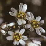pcommonfru1whitlowgrass