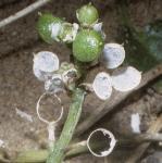 pcommonfru2scurvygrass
