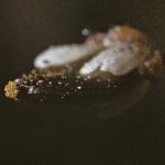 pcommonfru2whitlowgrass