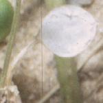 pcommonfru3scurvygrass