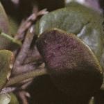 pcommonsfolscurvygrass