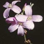 pcoralrootflo1bittercress