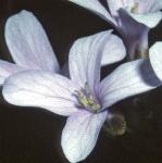 pcoralrootflo2bittercress