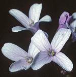 pcoralrootflo3bittercress