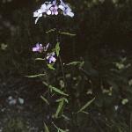 pcoralrootforbittercress