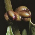 pcoralrootfru1bittercress