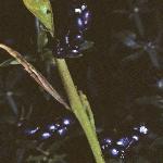 pcoralrootfru2bittercress