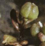 pearlyflobudcscurvygrass