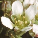 pearlyfloscurvygrass