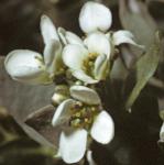 pearlyflosscurvygrass